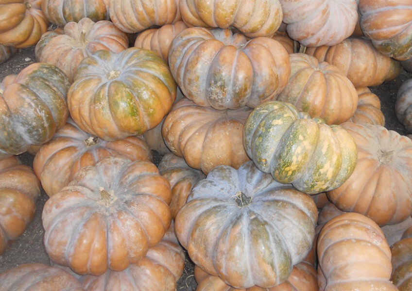 fairytale-pumpkins