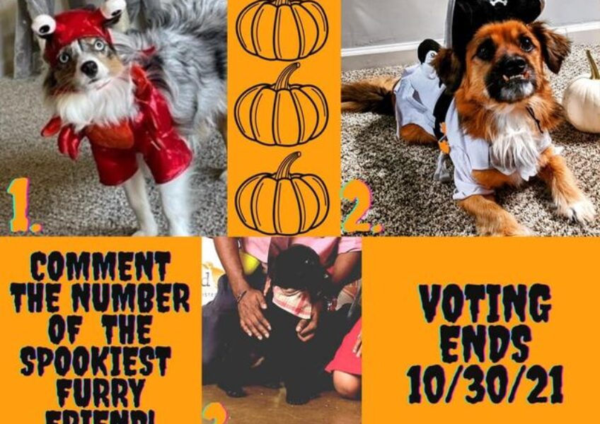 Its-time-to-vote-Comment-which-spooky-furry-friend-has.jpg