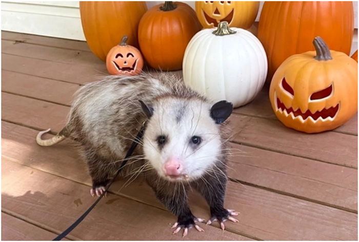 Possum